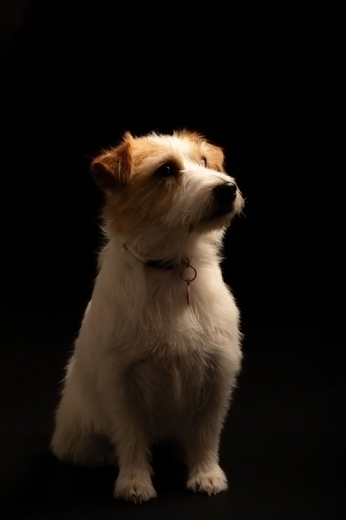 jackrussel