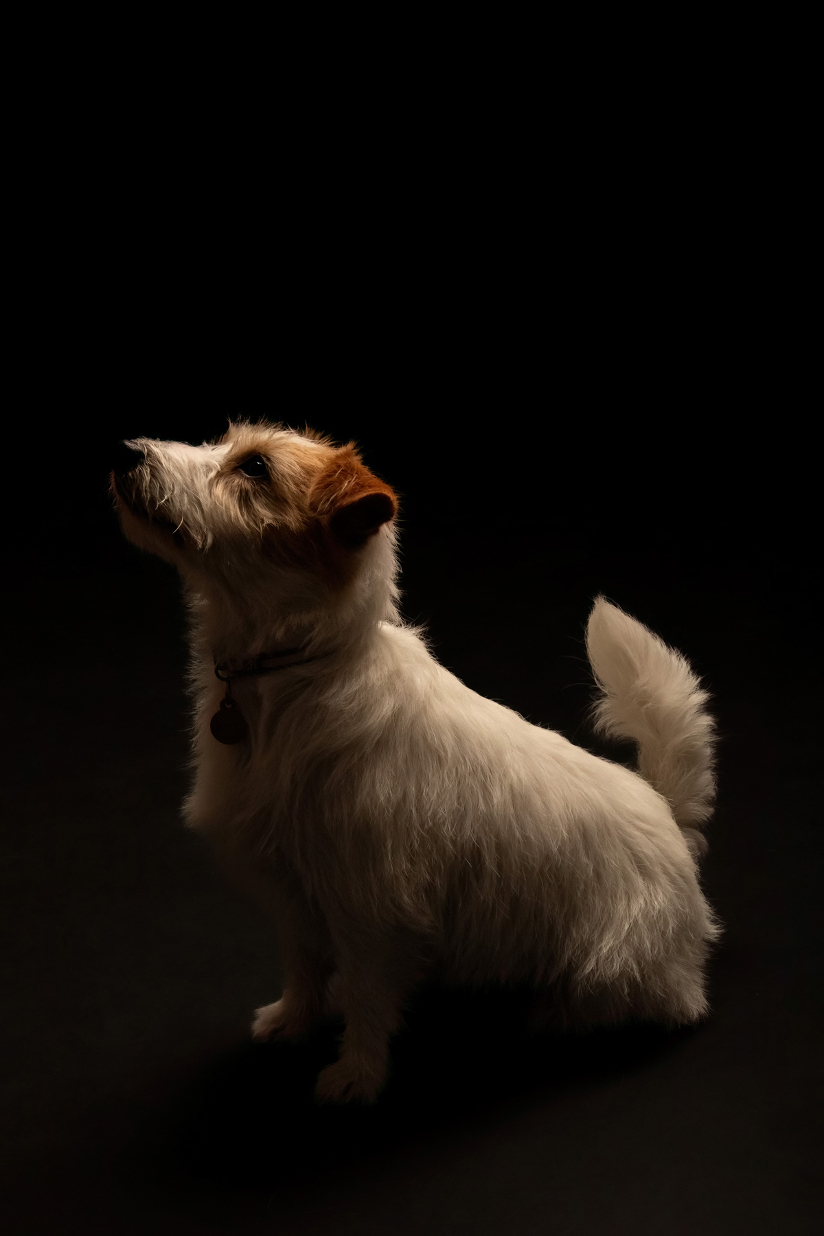 jackrussel2