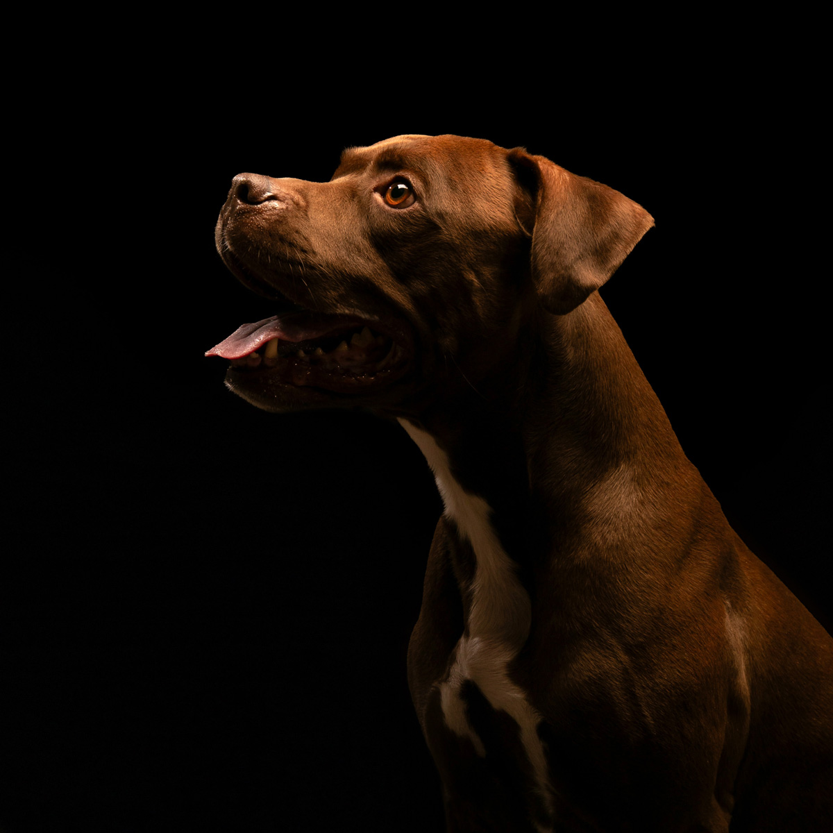 pitbull1