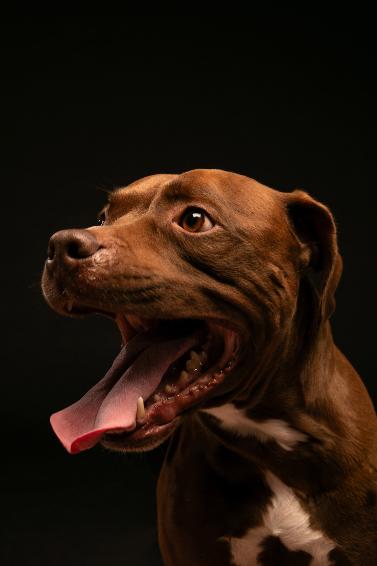 pitbull2